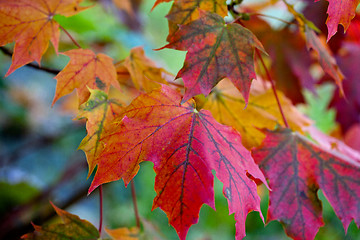 Image showing Maple Autumn Leaves