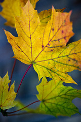 Image showing Maple Autumn Leaves