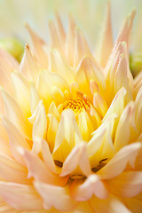 Image showing Dahlia flower with dew drops