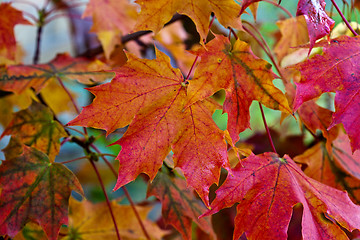 Image showing Maple Autumn Leaves