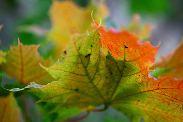 Image showing Maple Autumn Leaves