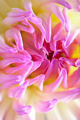 Image showing Pastel colored dahlia flower