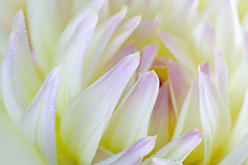 Image showing Dahlia flower with dew drops