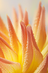 Image showing Dahlia flower with dew drops