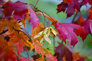 Image showing Maple Autumn Leaves