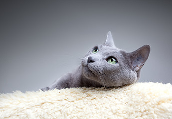 Image showing Russian Blue Cat