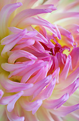 Image showing Pastel colored dahlia flower