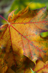 Image showing Maple Autumn Leaves