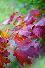 Image showing Maple Autumn Leaves