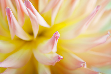 Image showing Pastel colored dahlia flower