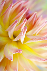 Image showing Dahlia flower with dew drops