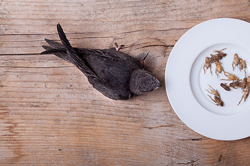 Image showing Young Eurasian swift