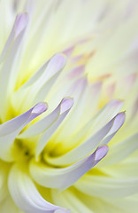 Image showing Pastel colored dahlia flower