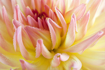 Image showing Dahlia flower with dew drops