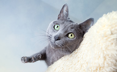 Image showing Russian Blue Cat