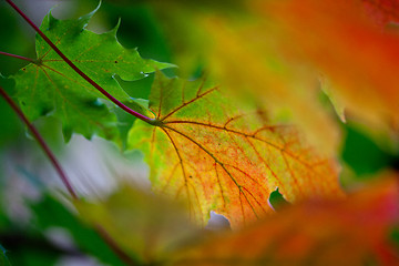 Image showing Maple Autumn Leaves