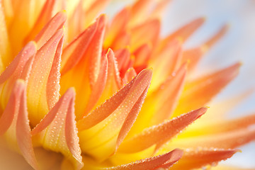 Image showing Dahlia flower with dew drops