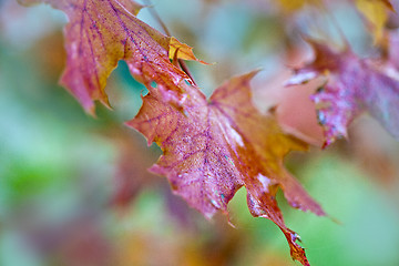 Image showing Maple Autumn Leaves