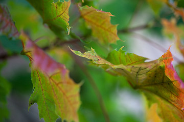 Image showing Maple Autumn Leaves