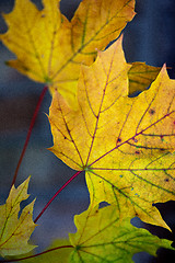 Image showing Maple Autumn Leaves