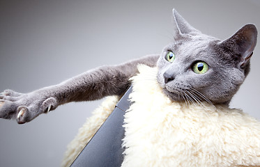 Image showing Russian Blue Cat