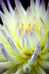 Image showing Dahlia flower with dew drops