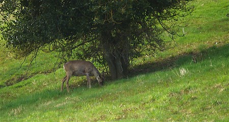 Image showing Deer II