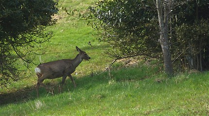 Image showing Deer I