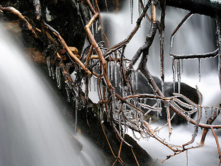 Image showing Beautiful Frozen branches 