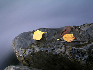 Image showing Colorful leaves isolated on stone 