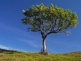 Image showing Lonely tree with clear sky
