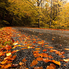 Image showing Autumn landscape