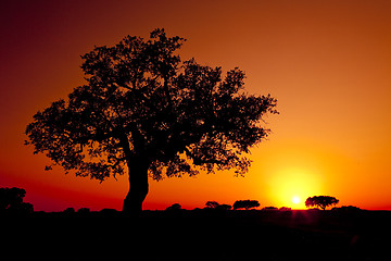 Image showing Trees Silhouette