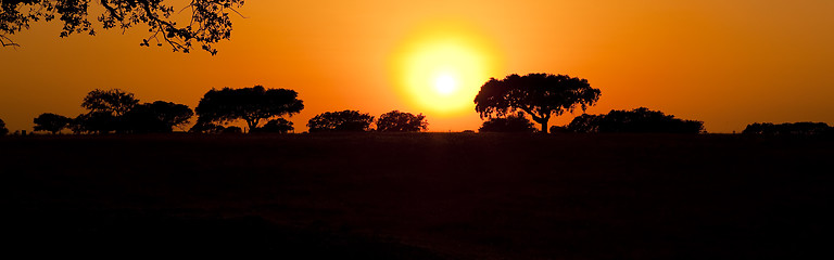 Image showing Trees Silhouette