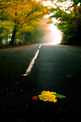 Image showing Leafs on the road