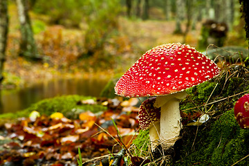 Image showing  Amanita poisonous mushroom