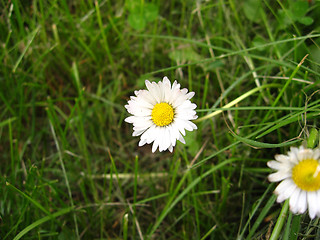 Image showing White Flower