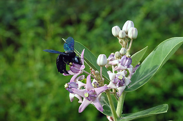 Image showing bee