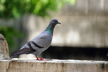 Image showing Pigeon