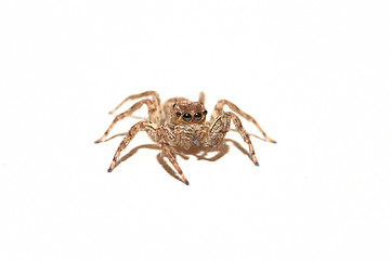 Image showing Spider