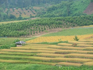 Image showing rice fields