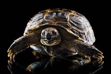 Image showing old turtle