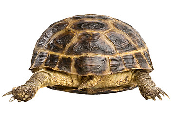 Image showing turtle back