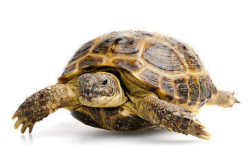 Image showing turtle