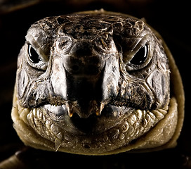 Image showing turtle portrait