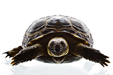 Image showing tortoise