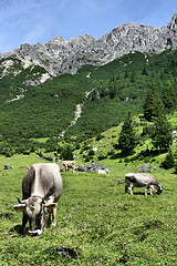 Image showing Tirol cows