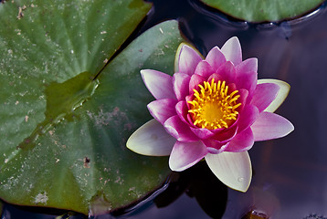 Image showing Water Lily in a pond