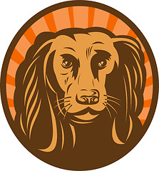Image showing Cocker spaniel head front