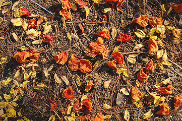 Image showing Natural potpourri